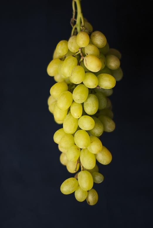 Free stock image of Grapes created by StockSnap