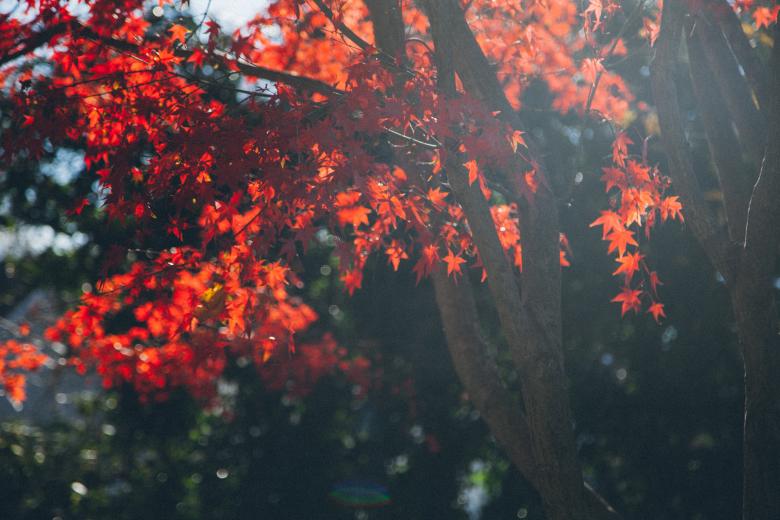 Free stock image of Tree created by StockSnap