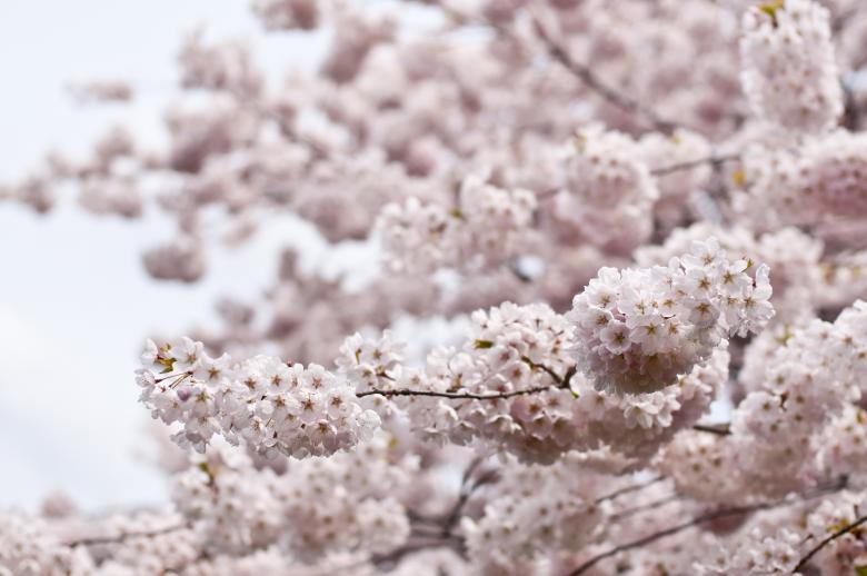 Free stock image of Flower Tree created by StockSnap