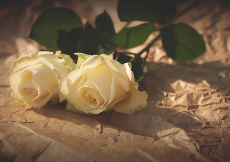 Free stock image of Roses created by StockSnap