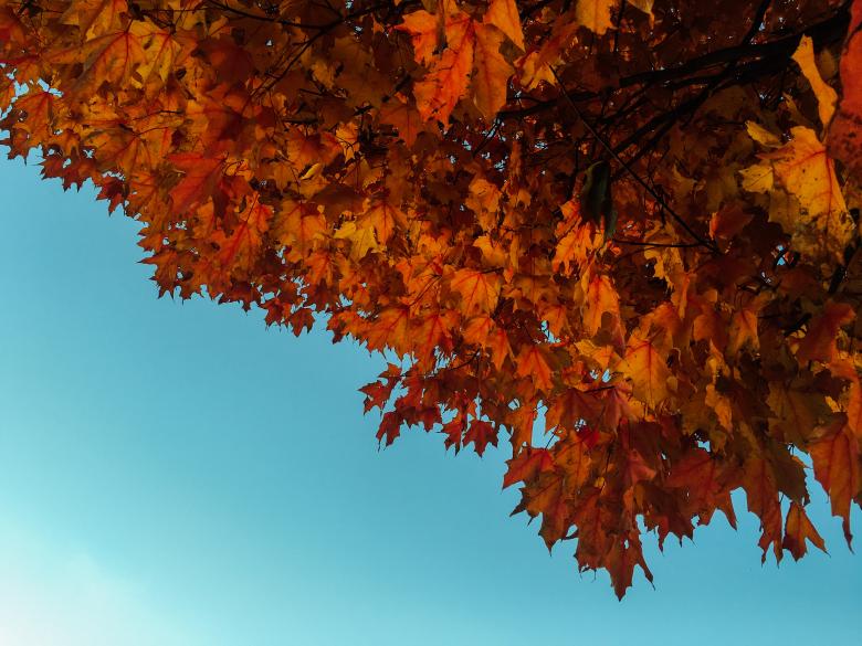 Free stock image of Autumn created by StockSnap