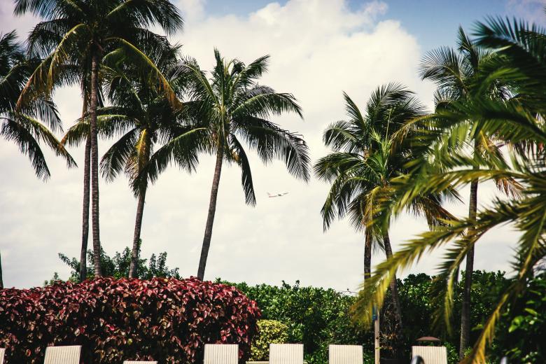 Free stock image of Palm Trees created by StockSnap