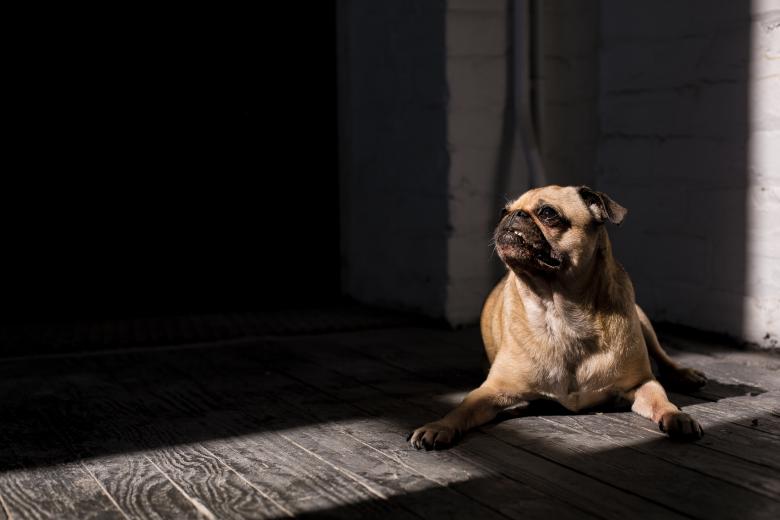 Free stock image of Dog created by StockSnap