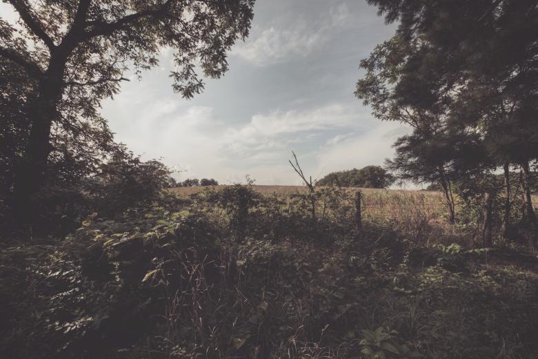 Free stock image of Field created by StockSnap