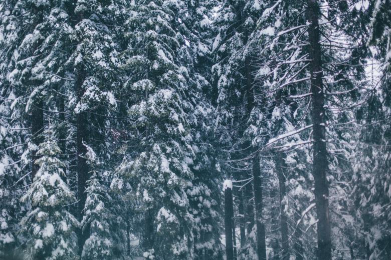 Free stock image of Frozen Forest created by StockSnap