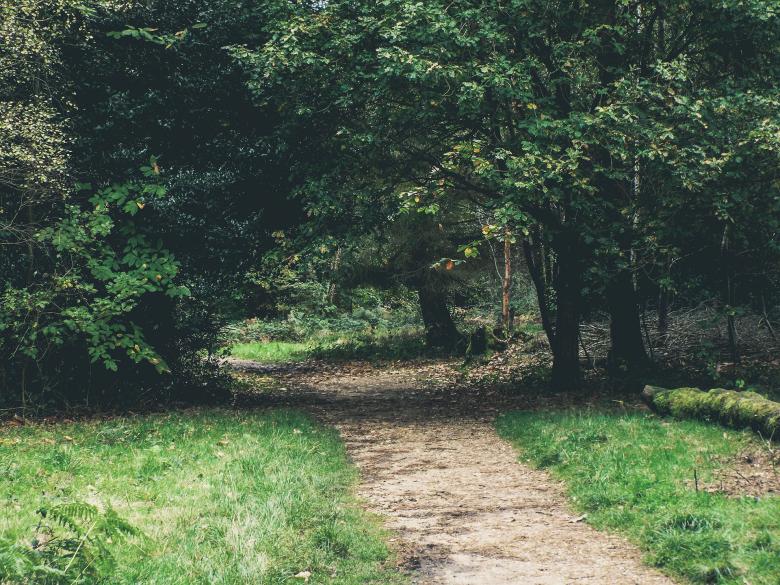 Free stock image of Jungle created by StockSnap