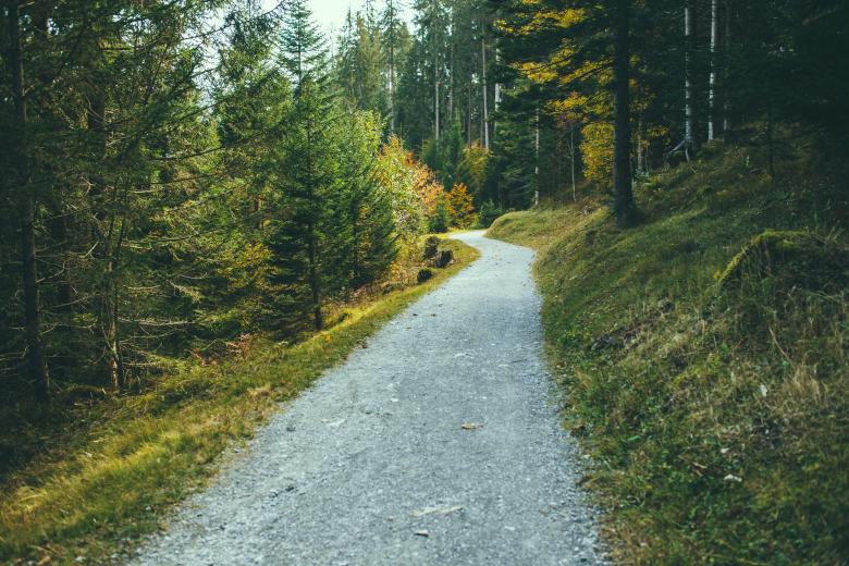 Free stock image of Pathway to The Jungle created by StockSnap
