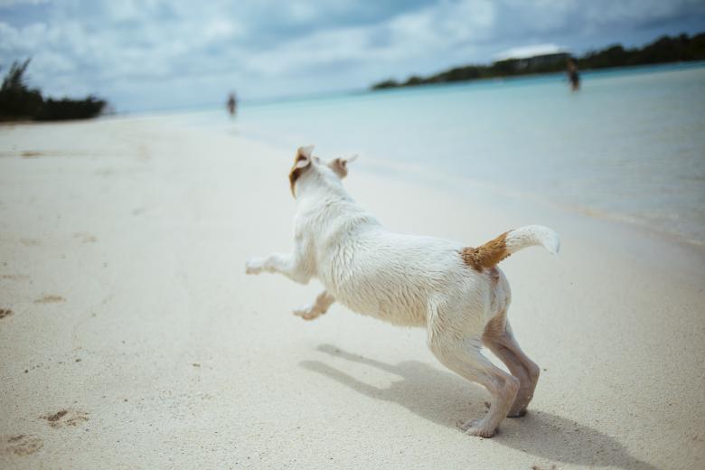 Free stock image of Pet created by StockSnap