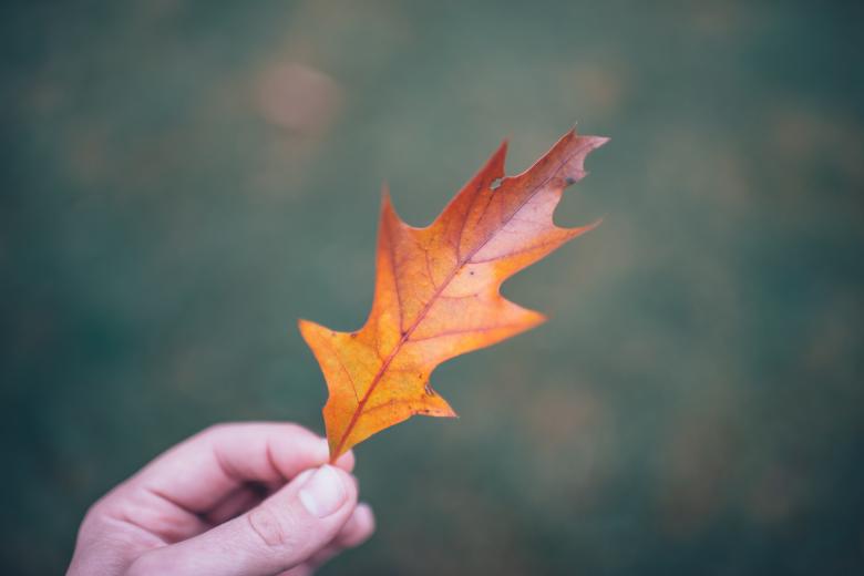 Free stock image of Fallen Leaf created by StockSnap