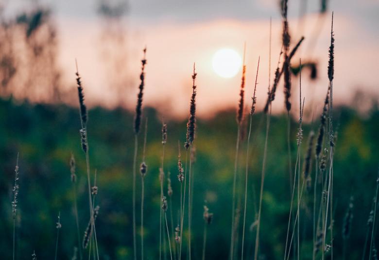 Free stock image of Crops created by StockSnap