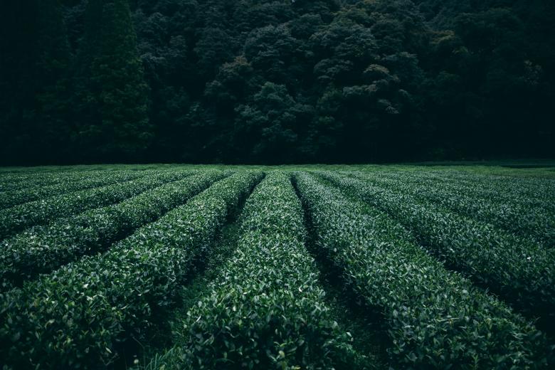 Free stock image of Field created by StockSnap