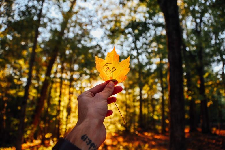 Free stock image of Fallen Leaf created by StockSnap