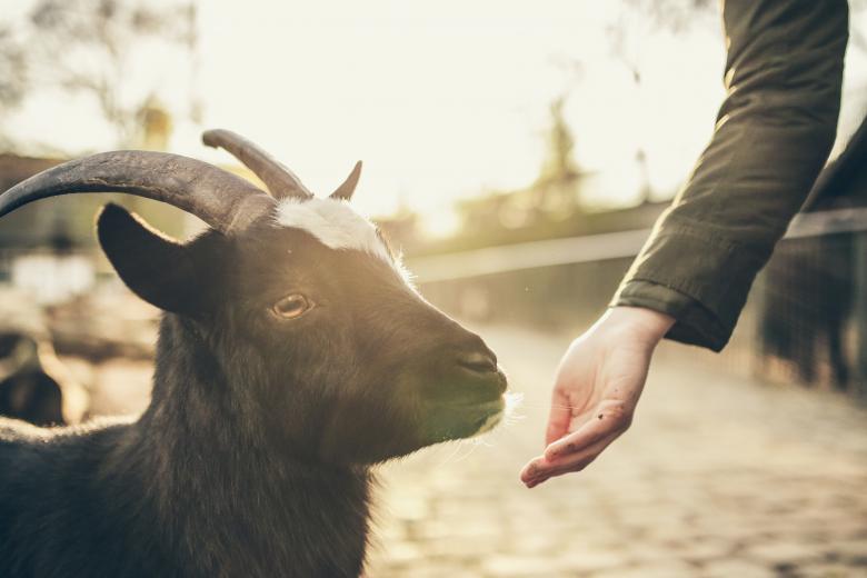 Free stock image of Goat created by Unsplash