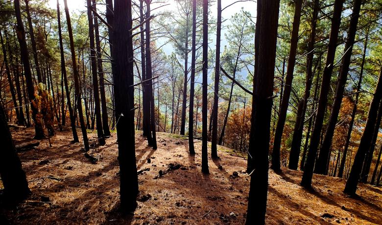 Free stock image of Woods created by Unsplash