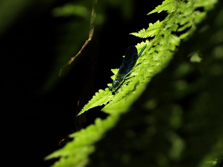 Free stock image of Green Leaves created by Unsplash