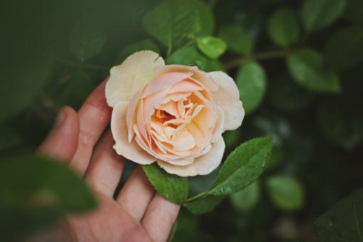 Free Stock Photo of Rose