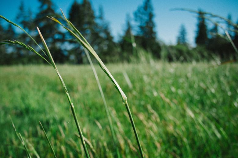 Free stock image of Green created by Unsplash