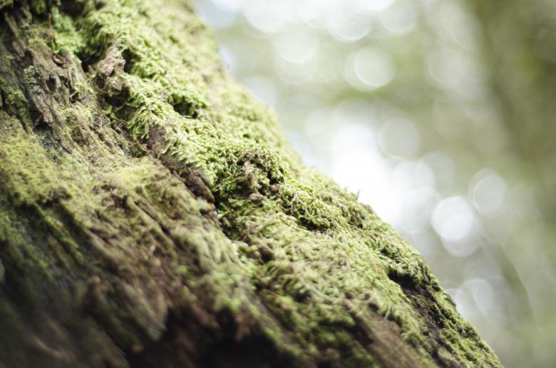 Free stock image of Wild Lichen created by Unsplash