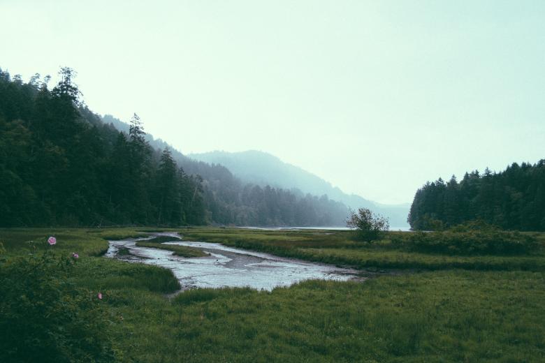 Free stock image of Lush Green created by Unsplash