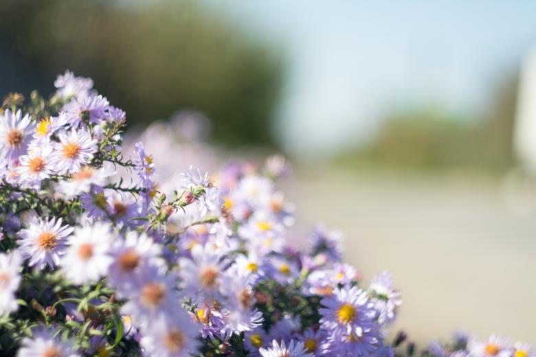 Free stock image of Garden created by Unsplash