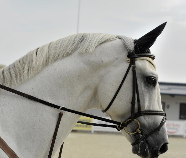 Free stock image of White Horse created by Unsplash