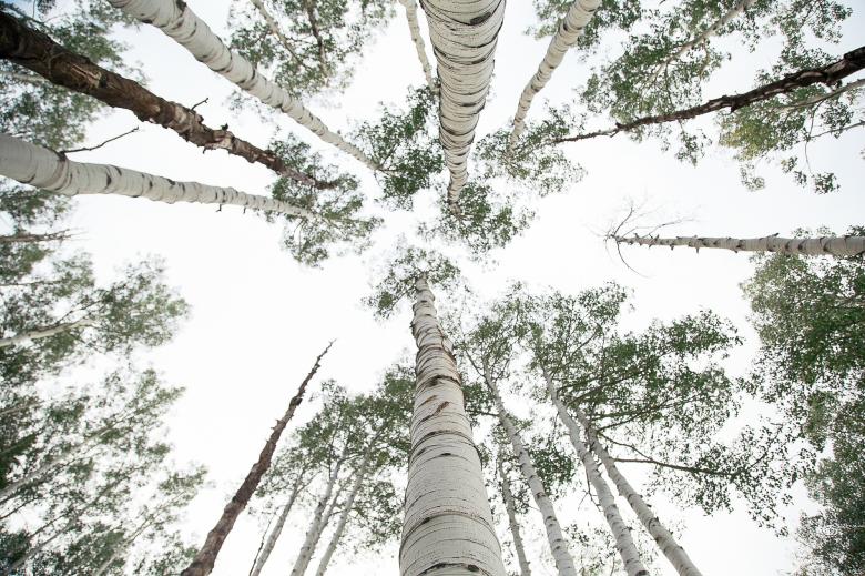Free stock image of Tall Wood created by Unsplash