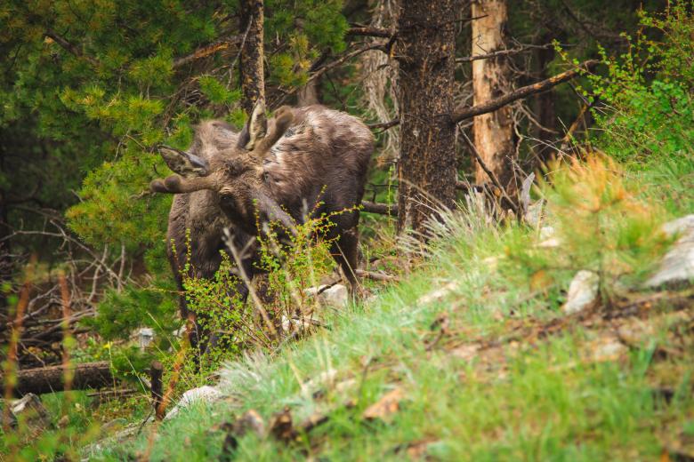 Free stock image of Wild created by Unsplash