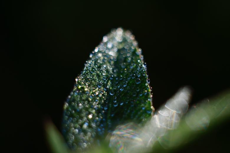 Free stock image of Dew on the Leaf created by Unsplash