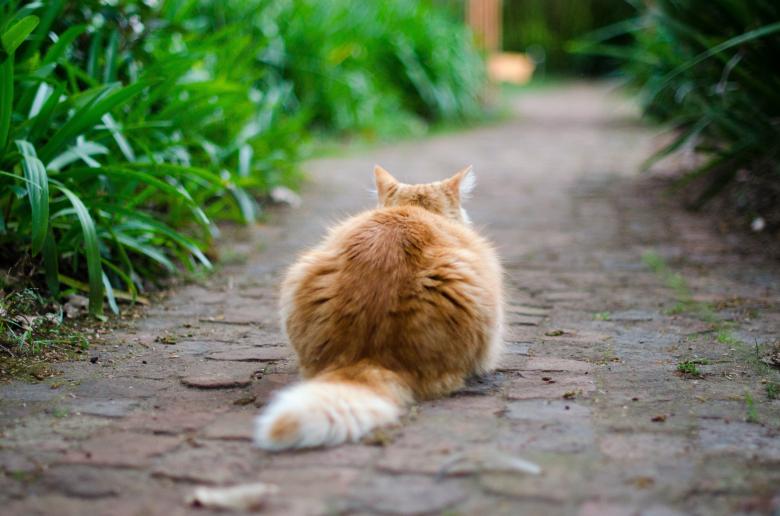 Free stock image of Furry Cat created by Unsplash