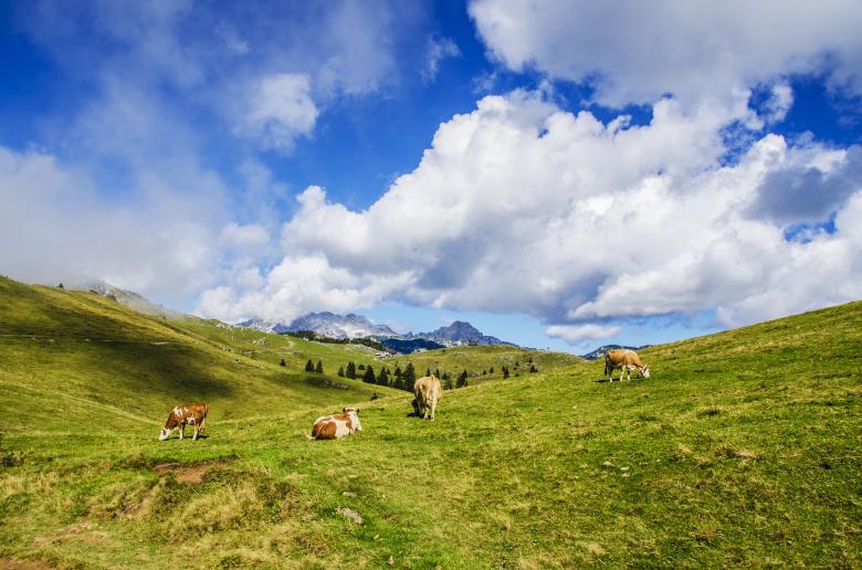 Free stock image of Cows Feeding created by Unsplash