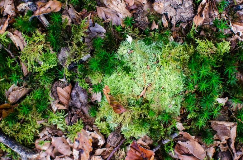 Free stock image of Nature created by Unsplash