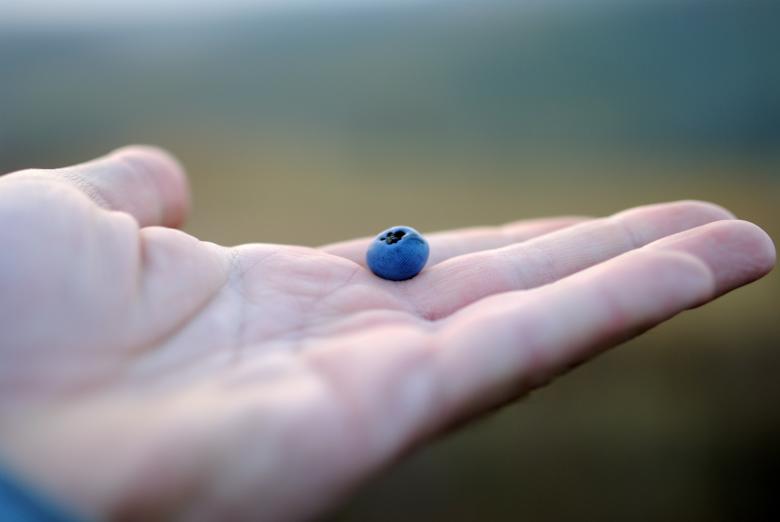 Free stock image of Blue Berry created by Unsplash