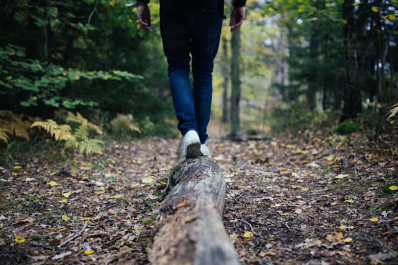 Free stock image of Walk to the Wild created by Unsplash