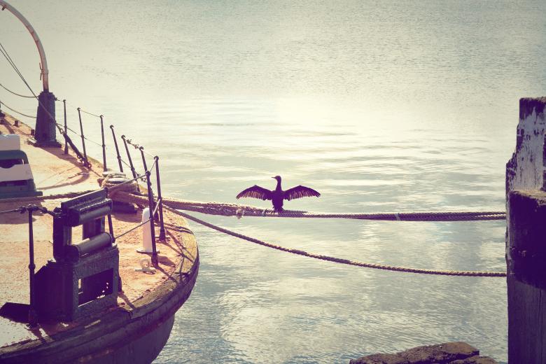 Free stock image of Bird created by Unsplash