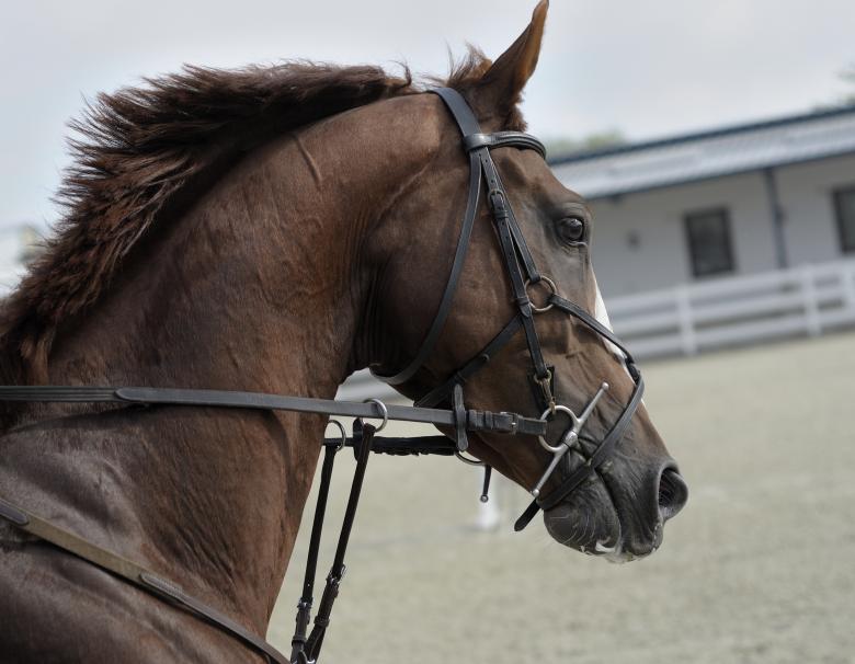 Free stock image of Horse at the Stable created by Unsplash