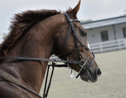 Horse at the Stable - Free Stock Photo