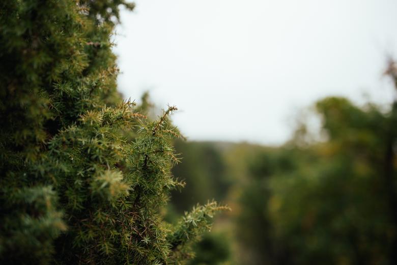 Free stock image of Thorny Plant created by Unsplash