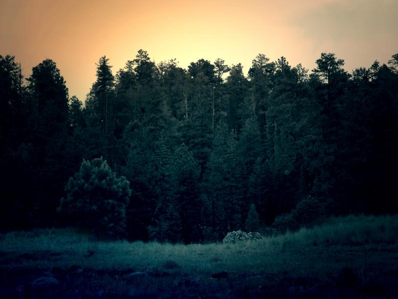 Free stock image of The Forest created by Unsplash