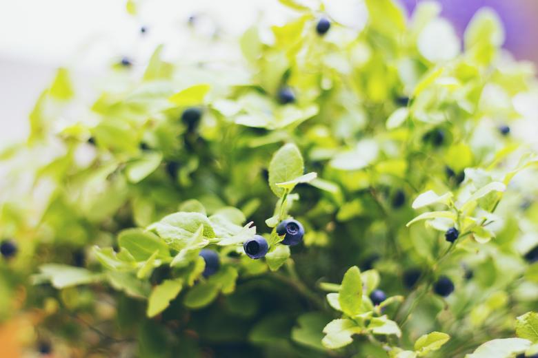 Free stock image of Berries created by Unsplash