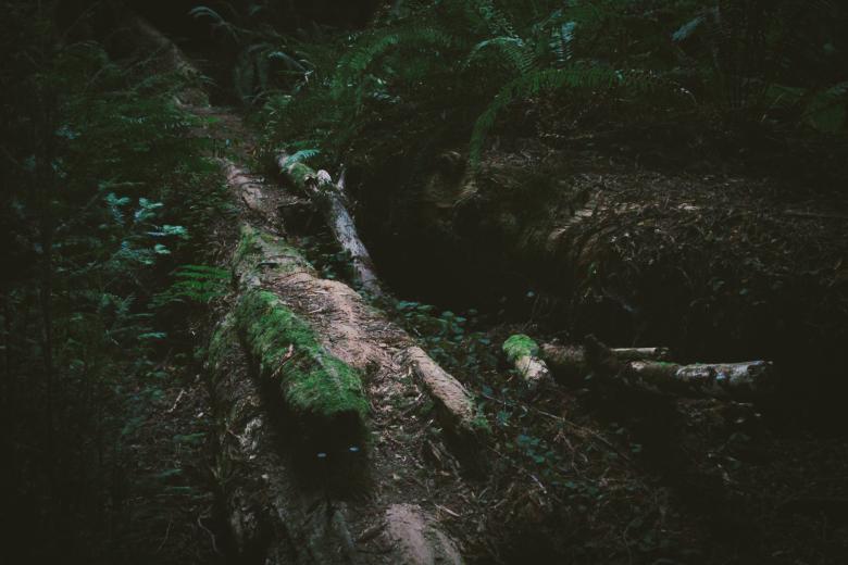 Free stock image of The Fallen Tree created by Unsplash