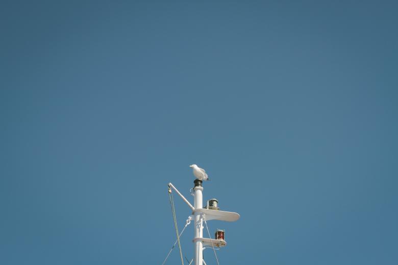 Free stock image of Seagull on the Top created by Unsplash