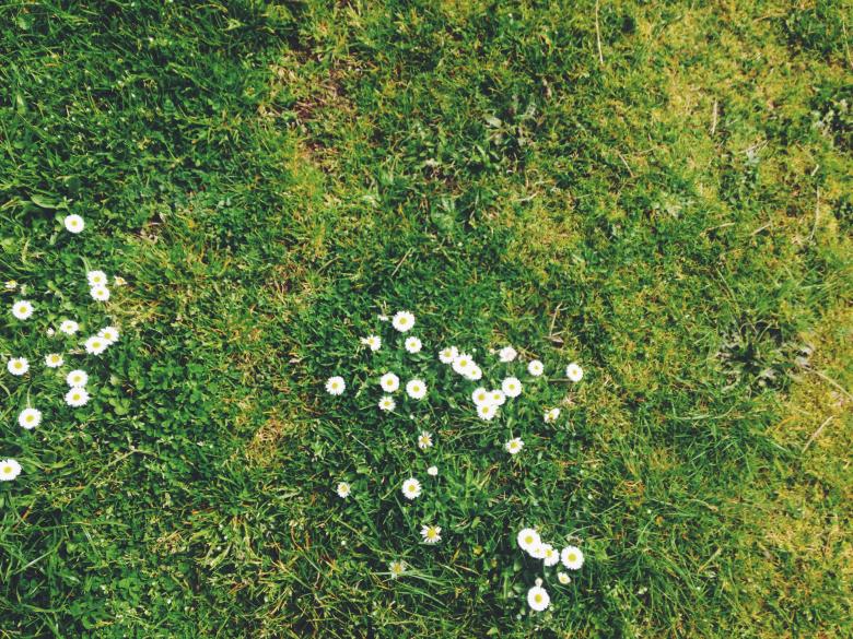 Free stock image of White Flowers on the Grass created by Unsplash