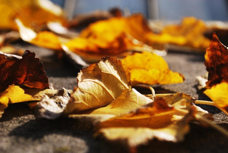 Free stock image of Fallen Leaves created by Unsplash