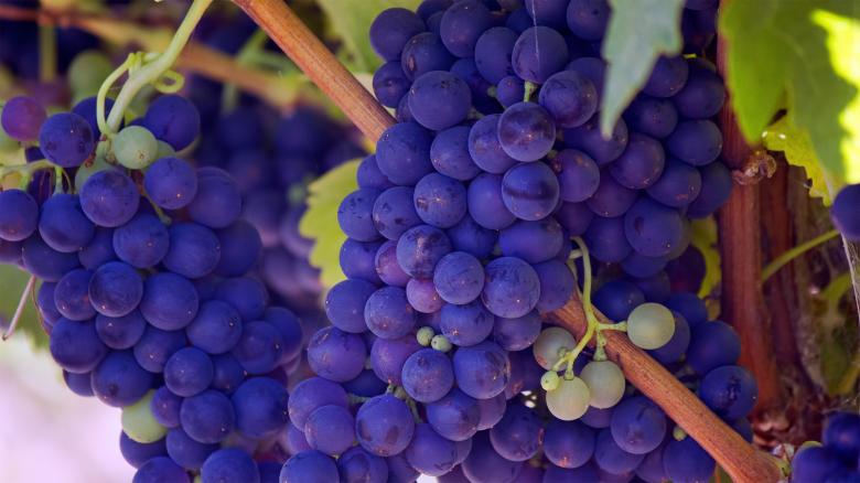 Free stock image of Purple Grapes created by Unsplash