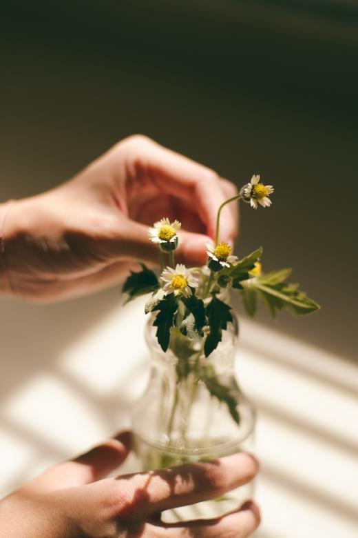 Free stock image of Flowers in the Jar created by Unsplash