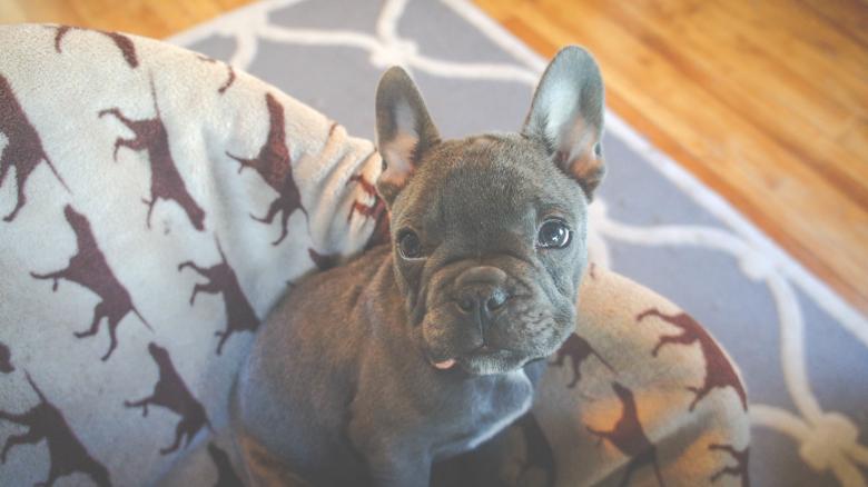 Free stock image of Pet created by Unsplash