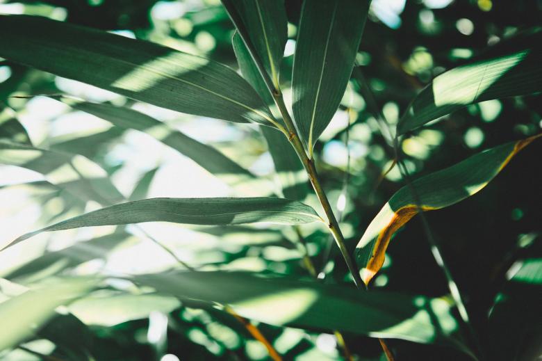Free stock image of Green created by Unsplash