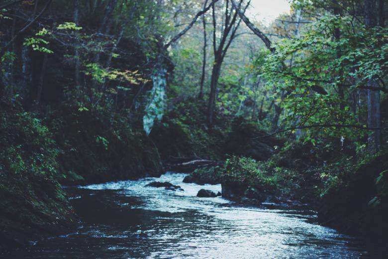 Free stock image of Running through the Jungle created by Unsplash
