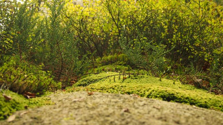 Free stock image of Lush Green created by Unsplash