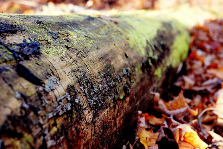 Free stock image of The Fallen Tree created by Unsplash